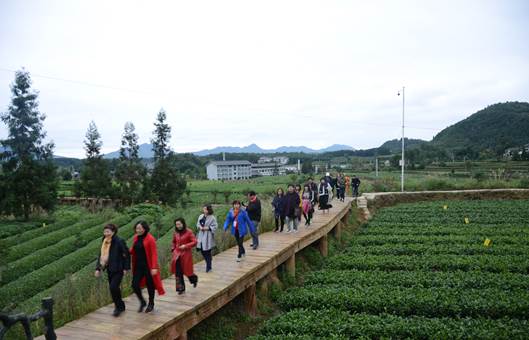參訪團在鳳岡縣茶海之心景區考察。 參訪團在鳳岡縣茶海之心景區考察。