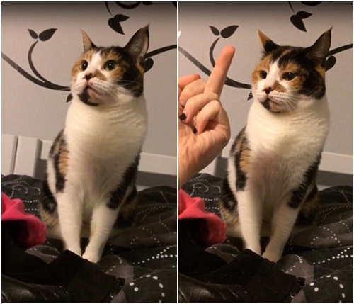 ]Yò؈䱻QָŭҧˡؓD
